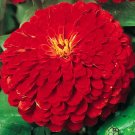 200 Bulk Seeds Chocolate Flower Berlandiera Lyratai