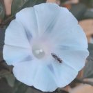 200 Bulk Seeds Cardinal Climber Ipomoea X Multifida