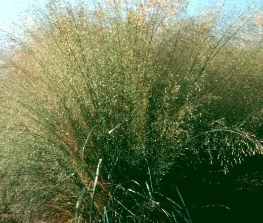 100,000 Bulk Seeds Dames Rocket Hesperis Matronalis