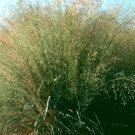 100,000 Bulk Seeds Dames Rocket Hesperis Matronalis