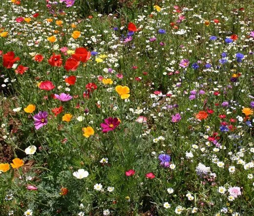 5,000 Bulk Seeds Texas Bluebonnet Lupinus Texensis