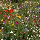 5,000 Bulk Seeds Texas Bluebonnet Lupinus Texensis