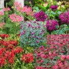100 Seeds Phlox Red Phlox Drummondii Usps Shipping