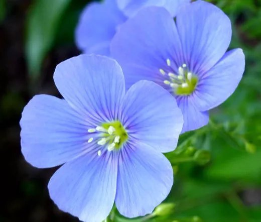 10,000 Bulk Seeds Forget Me Not Myosotis Sylvatica