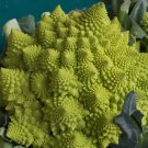 250 Bulk Seeds Lamb'S Ear Stachys Byzantina Lanata