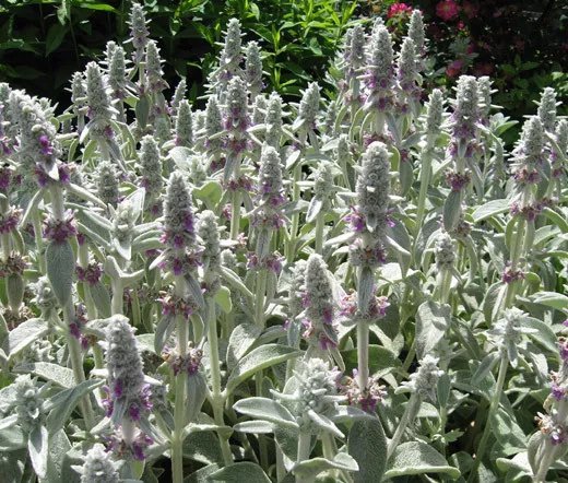 1,000 Bulk Seeds Spinach Hybrid7 Spinacia Oleracea