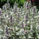 1,000 Bulk Seeds Spinach Hybrid7 Spinacia Oleracea