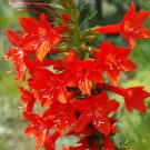 50,000 Bulk Seeds Sage Scarlet Red Salvia Coccinea