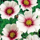 100 Bulk Seeds Anemone Red Anemone Multifida Rubra