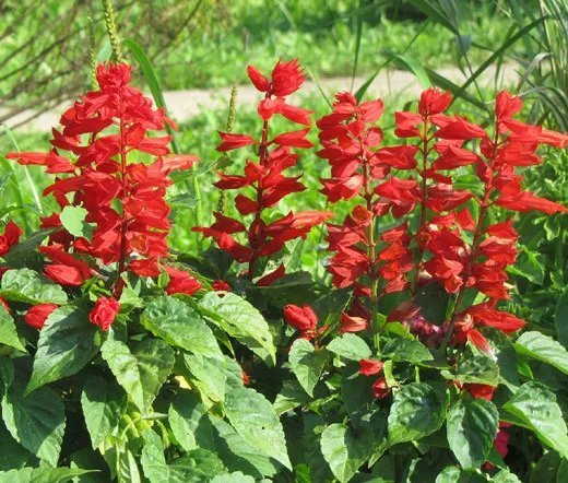 11,000 Bulk Seeds Dames Rocket Hesperis Matronalis
