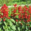 11,000 Bulk Seeds Dames Rocket Hesperis Matronalis