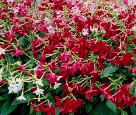 200 Bulk Seeds Cigar Plant White Cuphea Ignea Coan