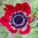 1,000 Bulk Seeds Turnip Golden Globe Brassica Rapa