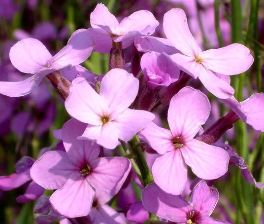50,000 Bulk Seeds Forget Me Not Myosotis Sylvatica