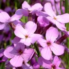 50,000 Bulk Seeds Forget Me Not Myosotis Sylvatica