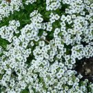 20 Seeds Sedum Voodoo Sedum Spurium Usps Shipping
