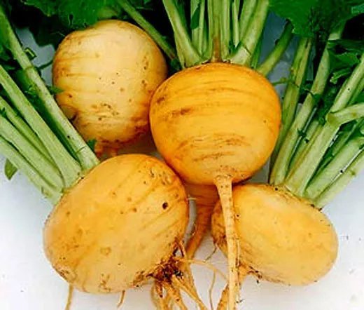 200 Bulk Seeds Cigar Plant Rose Cuphea Ignea Coan