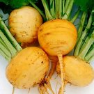 200 Bulk Seeds Cigar Plant Rose Cuphea Ignea Coan