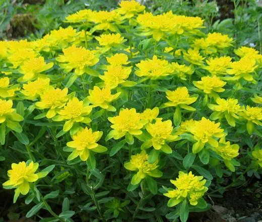 150 Bulk Seeds Texas Bluebonnet Lupinus Texensis