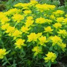 150 Bulk Seeds Texas Bluebonnet Lupinus Texensis