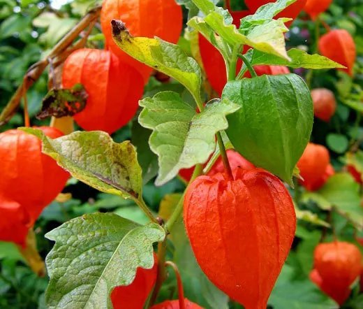 200 Bulk Seeds Agrostemma Rose Agrostemma Githago