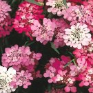 500 Bulk Seeds Cabbage Red Acre Brassica Oleracea