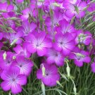 100 Bulk Seeds Anemone Madonna Anemone Sylvestris