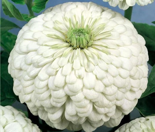 100 Bulk Seeds Asparagus Pea Lotus Tetragonolobus