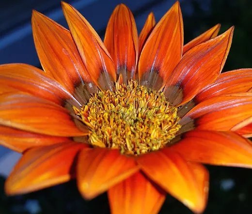 1000 Bulk Seeds Marquerite Golden Anthemis Sancti