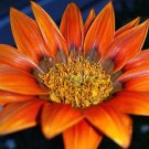 1000 Bulk Seeds Marquerite Golden Anthemis Sancti
