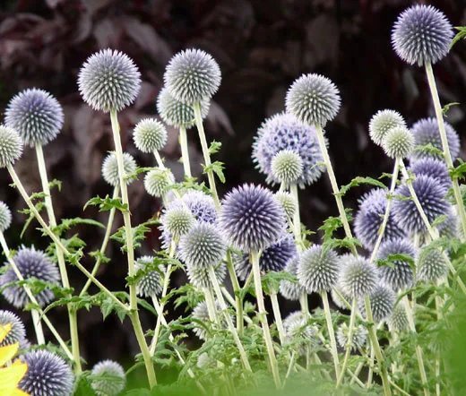 200 Bulk Seeds Borage Organic Borago Officinalis