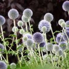 200 Bulk Seeds Borage Organic Borago Officinalis