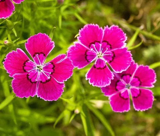 5,000 Bulk Seeds Candytuft Tall Iberis Umbellata