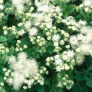 500 Bulk Seeds Kenilworth Ivy Cymbalaria Muralis