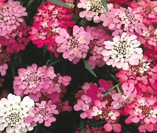 5,000 Bulk Seeds Pinks Fringed Dianthus Superbus