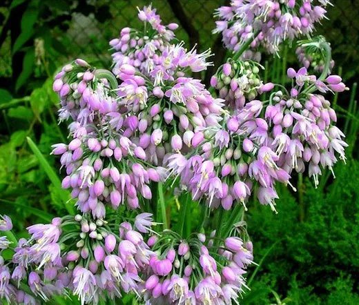 2,000 Bulk Seeds Moss Verbena Verbena Tenuisecta
