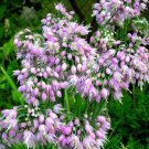 2,000 Bulk Seeds Moss Verbena Verbena Tenuisecta