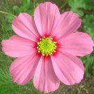 200 Bulk Seeds Gazania Red Shades Gazania Rigens