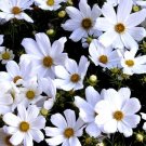 1 Oz Bulk Seeds Wildflower Mix Cascade Perennial
