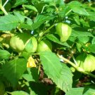 250 Bulk Seeds Astilbe Chinese Astilbe Chinensis