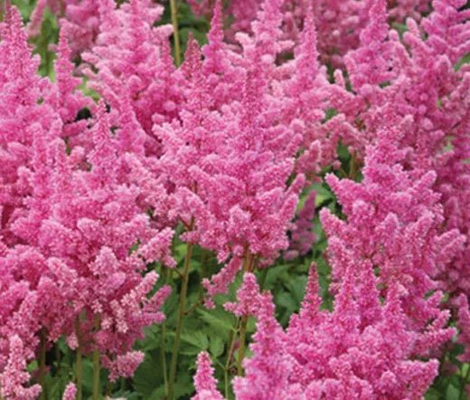 200 Bulk Seeds Aster Paeony Duchess Mixed Colors
