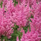 200 Bulk Seeds Aster Paeony Duchess Mixed Colors