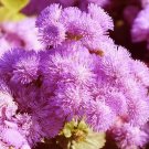 50 Bulk Seeds Cotton Levant Gossypium Herbaceum