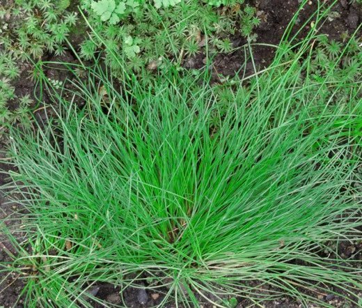 100 Bulk Seeds Melic Silky Spike Melica Ciliata