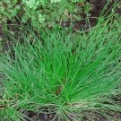 100 Bulk Seeds Melic Silky Spike Melica Ciliata