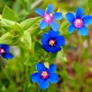 50 Bulk Seeds Milkweed Showy Asclepias Speciosa