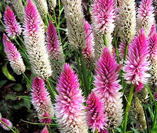 500 Bulk Seeds Aster Alpine White Aster Alpinus