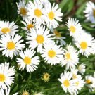 10,000 Bulk Seeds Feverfew Tanacetum Parthenium