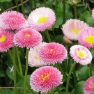 2,500 Bulk Seeds Feverfew Tanacetum Parthenium