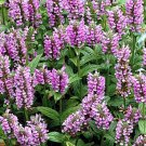 5,000 Bulk Seeds Vervain Hoary Verbena Stricta